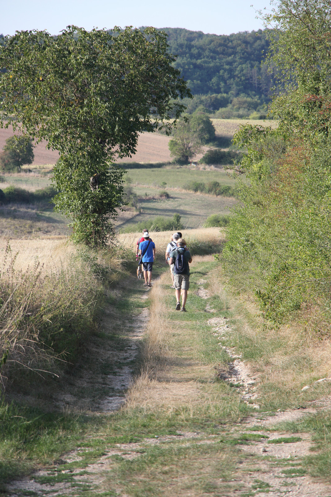 Borgogna 14